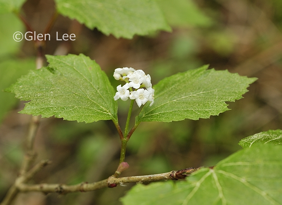 Viburnum edule photos Saskatchewan Wildflowers